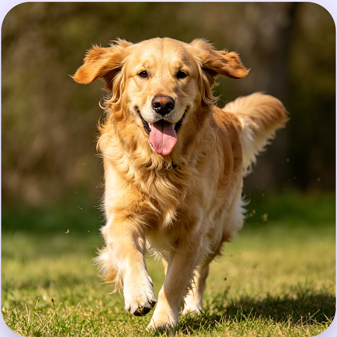 A happy golden dog running on grass
